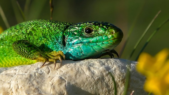The western green lizard (Lacerta bilineata)