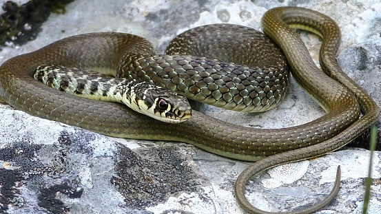 green whip snake or western whip snake (Hierophis viridiflavus)