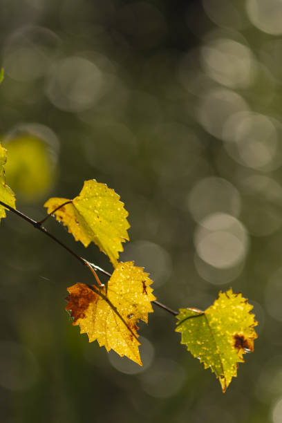 istock Backlit yellowing grape vine leaves on vine branch, with frame-filling overlapping light rings in out of focus background 1451075589