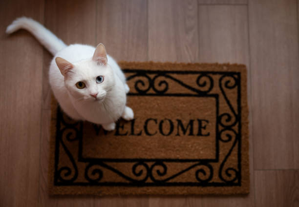 White cat and entrance carpet