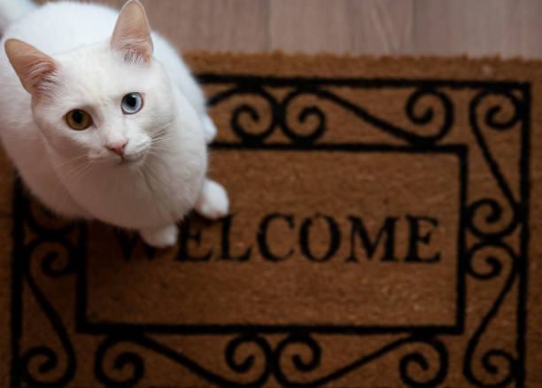 istock White cat and entrance carpet 1451078733