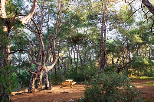 An organized picnic area in the forest: a wooden table and benches against the backdrop of a coniferous forest. Landscaping in the park.