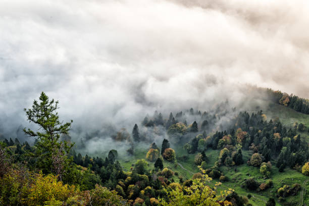 istock Fog is rising in the forest 1451079440