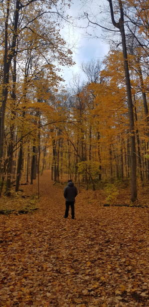 istock Person walking in the forest 1451080612