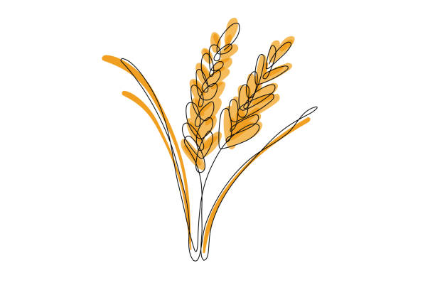 ilustraciones, imágenes clip art, dibujos animados e iconos de stock de ilustración de las espigas y granos de arroz - whole wheat