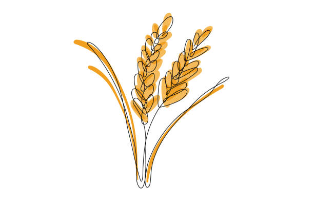 illustrations, cliparts, dessins animés et icônes de illustration du bouillon d’épis et de grains de riz - whole wheat illustrations