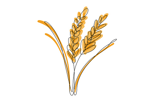 Rice ears and grains stock illustration
