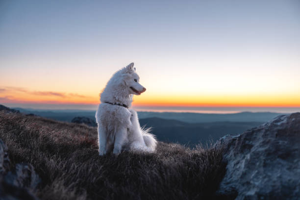 un beau chien blanc assis au sommet de la colline pendant le coucher du soleil - pets grass scenics dog photos et images de collection