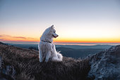 A Beautiful White Dog Sitting On Top Of The Hill While The Sun Is Setting