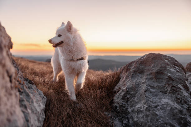 istock A Young Samoyed Exploring The Top Of The Hill As The Sun Is Setting 1451081073