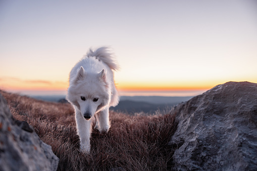 An adorable adult Samoyed exploring the top of the mountain during a sunset. The white dog is walking on the dry grass on top of the hill towards the camera, There are rocks surrounding the dog. Behind the Samoyed there is a beautiful view of the sunset and the surrounding hills.