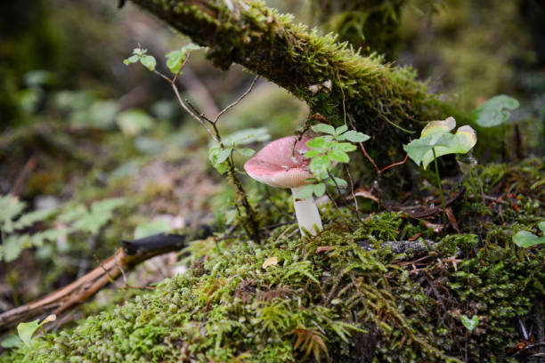 istock Mt. Tateshina Mushrooms in the Moss Forest 1451082103