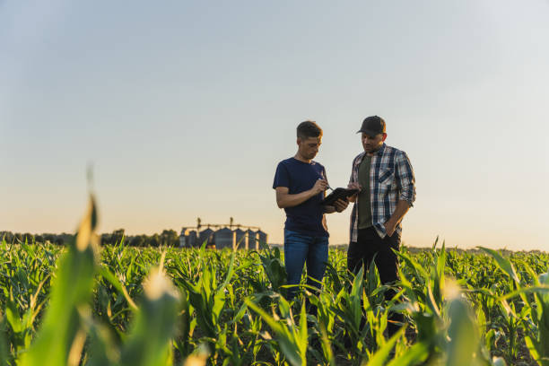 하늘을 배경으로 옥수수 밭에 서 있는 동안 디지털 태블릿을 사용하는 남성 농부와 농업 경제학자 - 농업 뉴스 사진 이미지