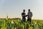 Male farmer and agronomist using digital tablet while standing in corn field against sky