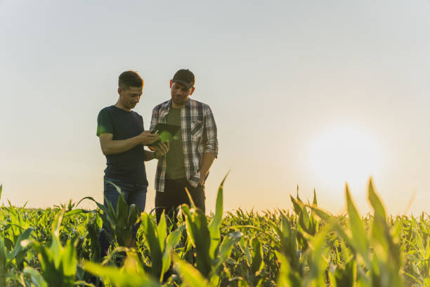 istock Male farmer and agronomist using digital tablet while standing in corn field against sky 1451084435