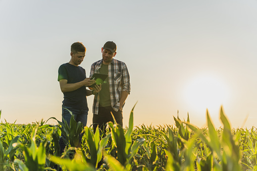 Male farmer and agronomist using digital tablet while examining green corn plants in agricultural field