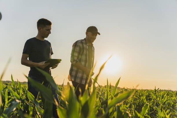 istock Male farmer and agronomist analyzing corn field against sky 1451084439