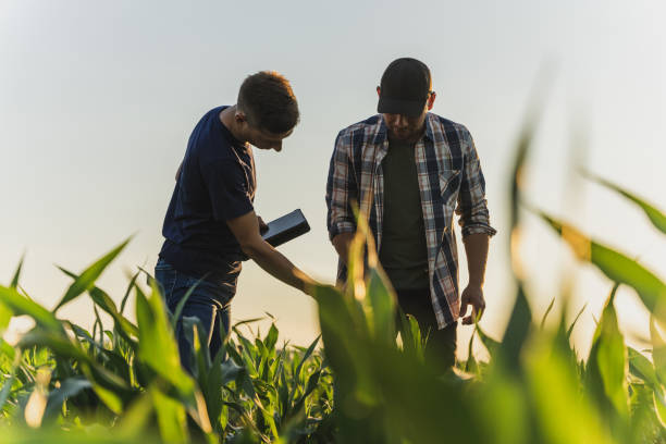 Male farmer and agronomist using digital tablet while standing in corn field against sky stock photo