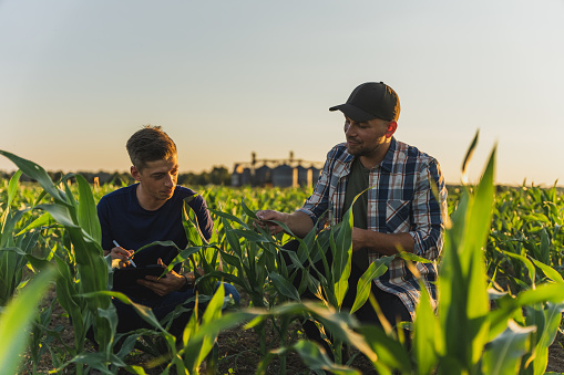 Male farmer and agronomist analyzing corn field against sky