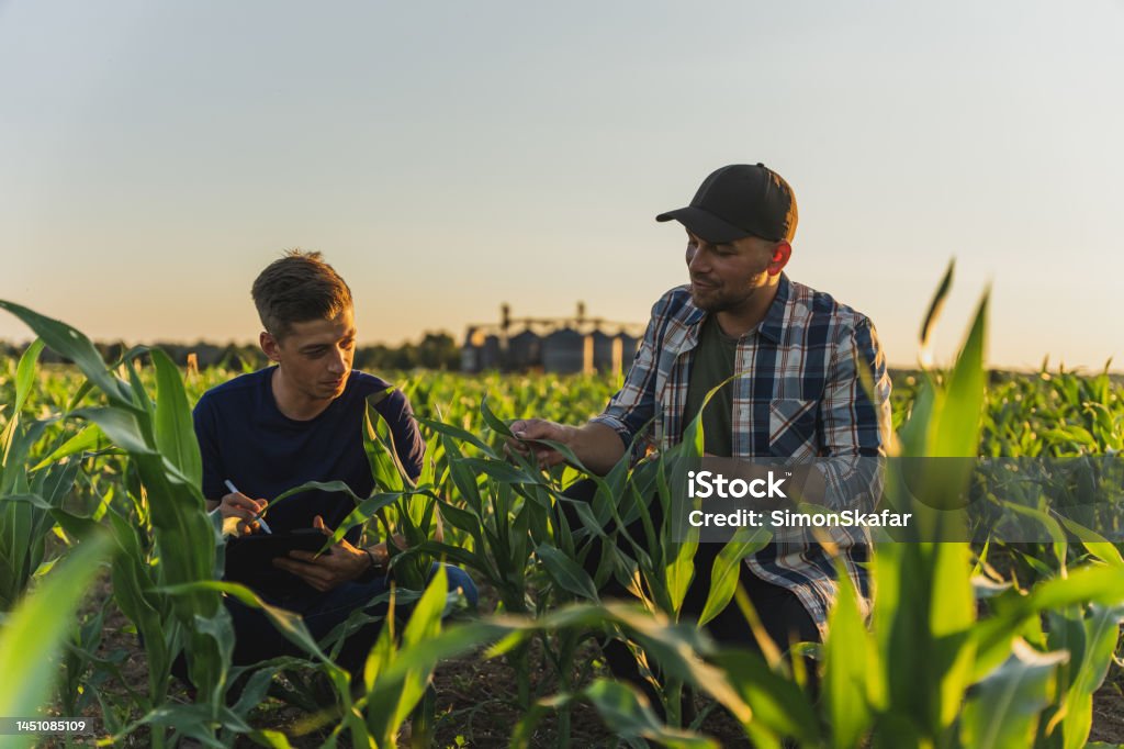 Male farmer and agronomist analyzing corn field against sky Male farmer and agronomist with tablet computer examining young green corn plants in agricultural field Agriculture Stock Photo