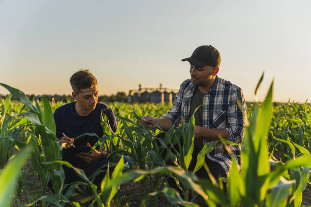 Male farmer and agronomist analyzing corn field against sky stock photo