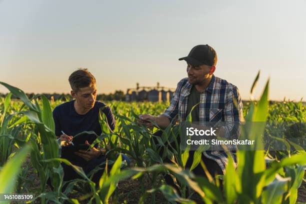 Male Farmer And Agronomist Analyzing Corn Field Against Sky Stock Photo - Download Image Now