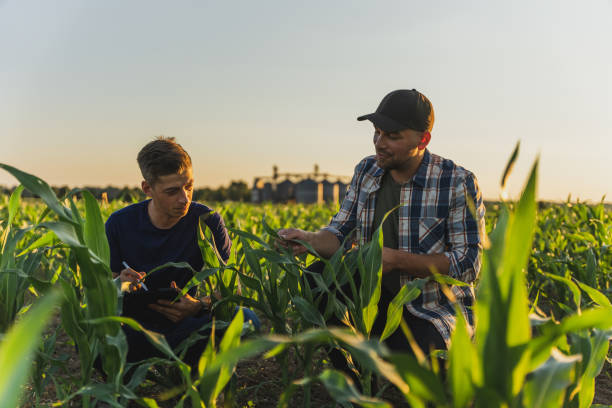 male farmer and agronomist analyzing corn field against sky - trabalho agrícola imagens e fotografias de stock