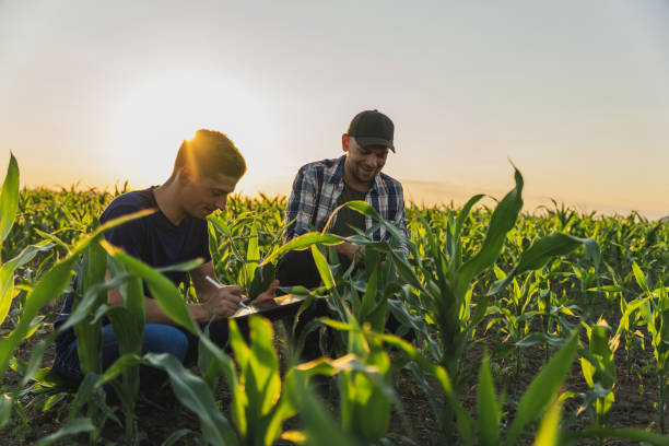 istock Male farmer and agronomist analyzing corn field against sky 1451085150