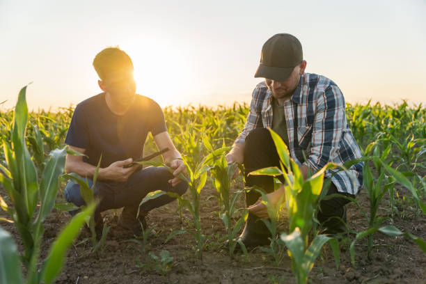 istock Male farmer and agronomist analyzing corn field against sky 1451085223