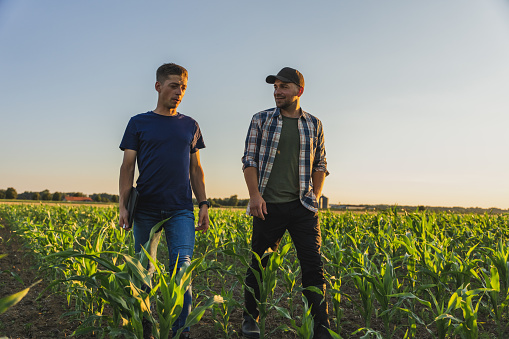 Male farmer and agronomist walking in young green corn agricultural field against blue sky