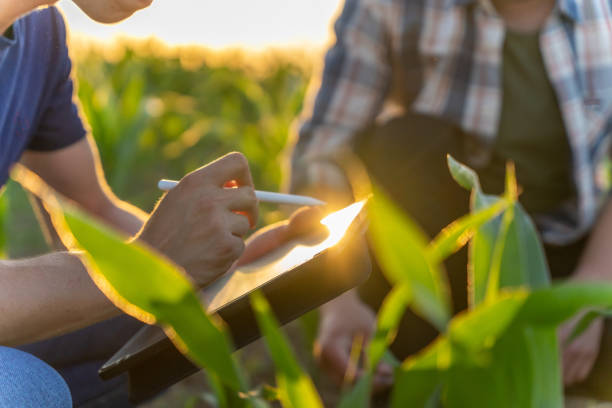 agricoltore e agronomo maschio che utilizza la tavoletta digitale nel campo di mais - touch screen touching technology expertise foto e immagini stock