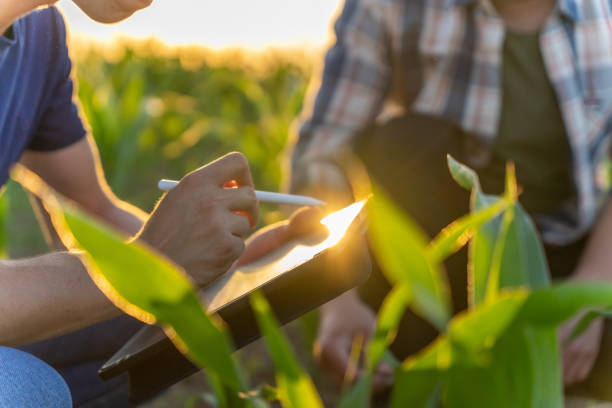 Male farmer and agronomist using digital tablet in corn field