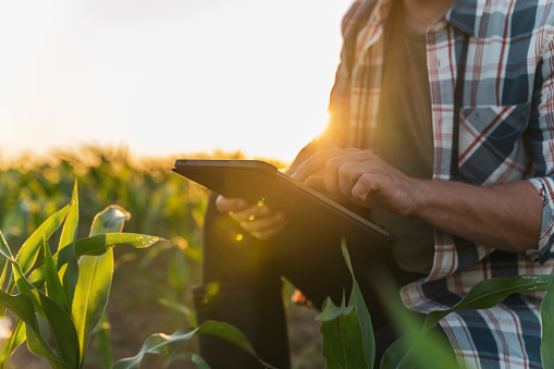 Male farmer using digital tablet while examining green corn plants in agricultural field