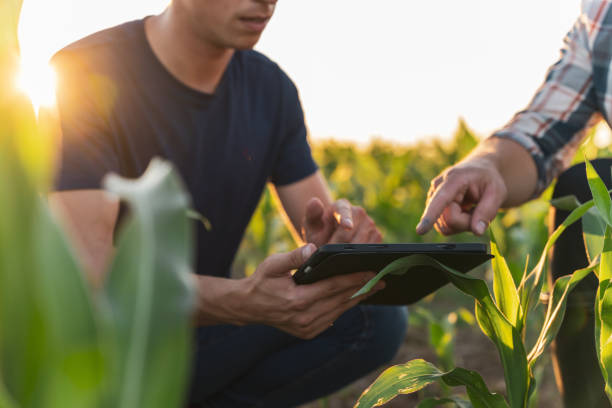 istock Male farmer and agronomist using digital tablet in corn field 1451085333