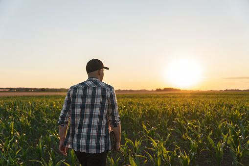 Male farmer walking in green corn agricultural field against sky