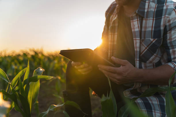 istock Male farmer using digital tablet in corn field. Agriculturist inspects a field 1451085414