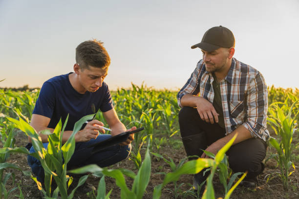 istock Male farmer and agronomist analyzing corn field against sky 1451085421