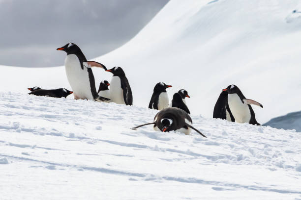 istock Group of Gentoo penguins on snow, Antarctic peninsula. 1451085438