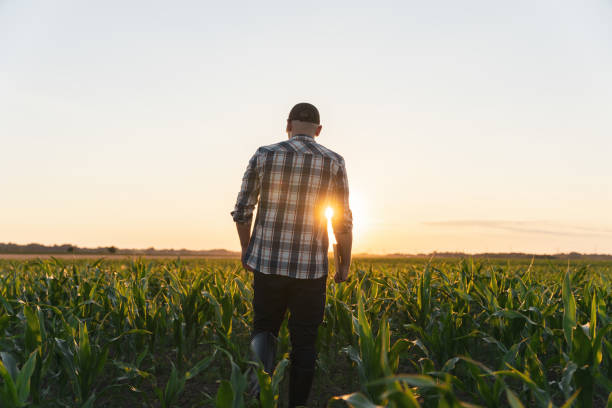 istock Male farmer walk along maize stalks in field 1451085479