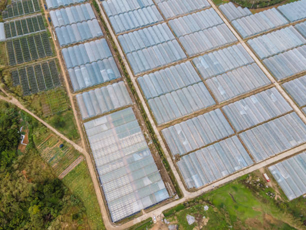 istock Overlooking large organic vegetable greenhouses 1451085496