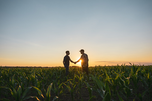 Male farmer and agronomist shaking hands while standing in cultivated green corn field during sunset against sky