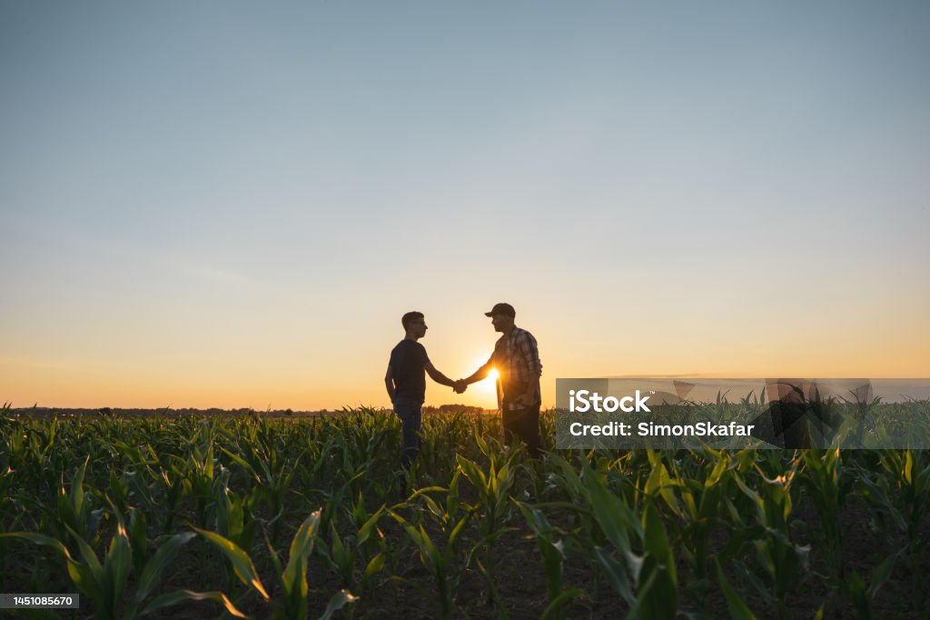 Male farmer and agronomist shaking hands in corn field Male farmer and agronomist shaking hands while standing in cultivated green corn field during sunset against sky Farmer Stock Photo