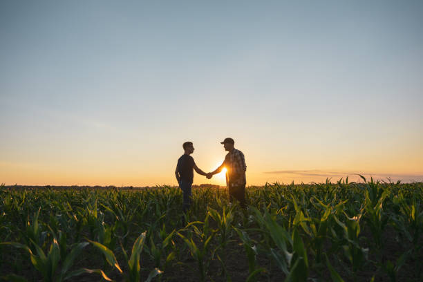 Male farmer and agronomist shaking hands in corn field Male farmer and agronomist shaking hands while standing in cultivated green corn field during sunset against sky Farmer stock pictures, royalty-free photos & images