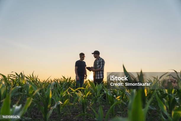 Male Farmer And Agronomist Using Digital Tablet In Corn Field Stock Photo - Download Image Now