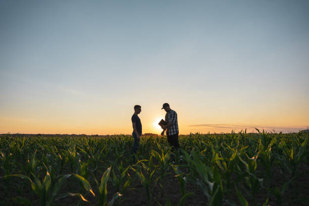 istock Male farmer talking with agronomist in corn field 1451085784