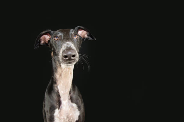 istock Portratit greyhound dog looking at camera. Isolated on black background 1451085844