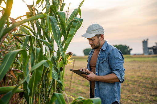 Male farmer using tablet computer while examining green corn plants in agricultural field