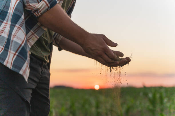 istock Male farmer checking soil at agricultural field during dusk 1451086616