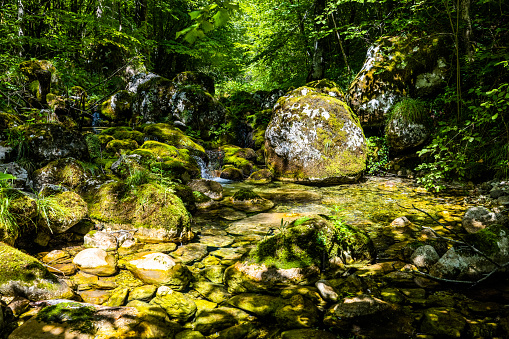 Scenic view of river flowing over moss covered rocks against green trees and plants growing in forest during summer