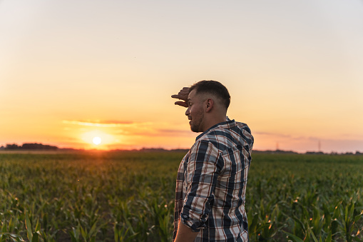 Tired male farmer standing in cultivated corn field during sunset against sky